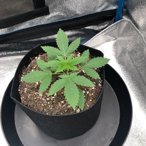 Badazz og and Girl Scout Crack  growlog timeline photo