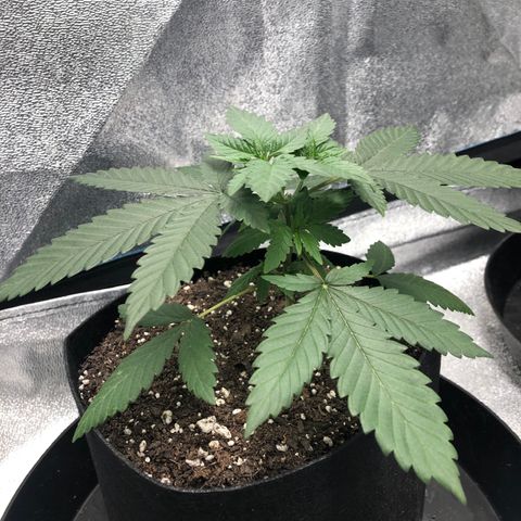 Badazz og and Girl Scout Crack  growlog timeline photo