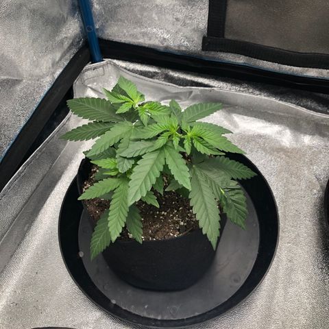 Badazz og and Girl Scout Crack  growlog timeline photo
