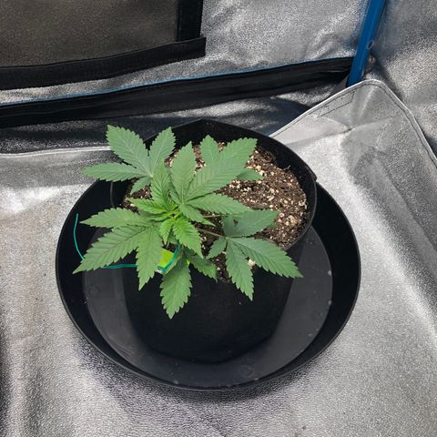 Badazz og and Girl Scout Crack  growlog timeline photo