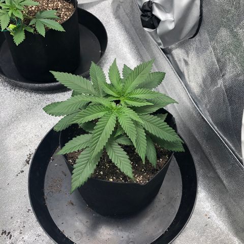 Badazz og and Girl Scout Crack  growlog timeline photo