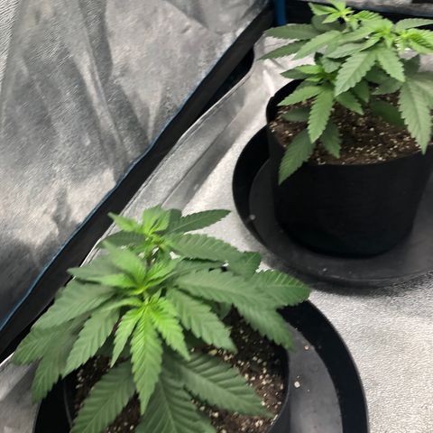 Badazz og and Girl Scout Crack  growlog timeline photo
