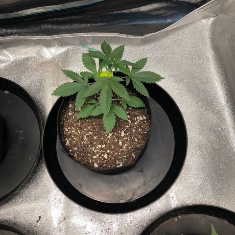 Badazz og and Girl Scout Crack  growlog timeline photo