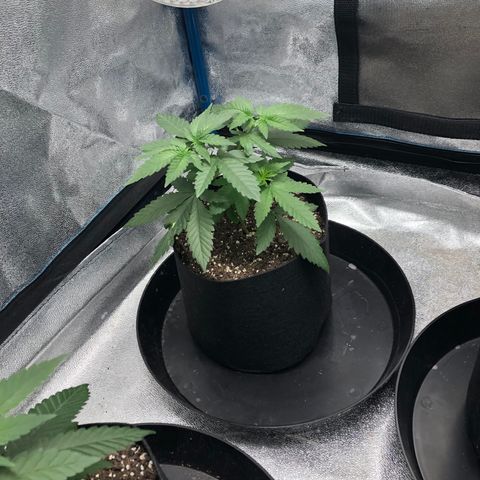 Badazz og and Girl Scout Crack  growlog timeline photo