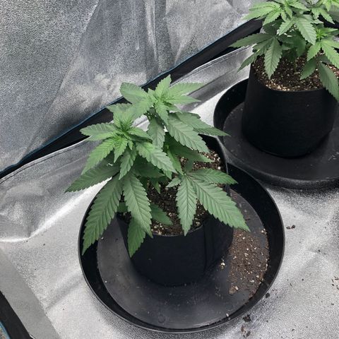 Badazz og and Girl Scout Crack  growlog timeline photo