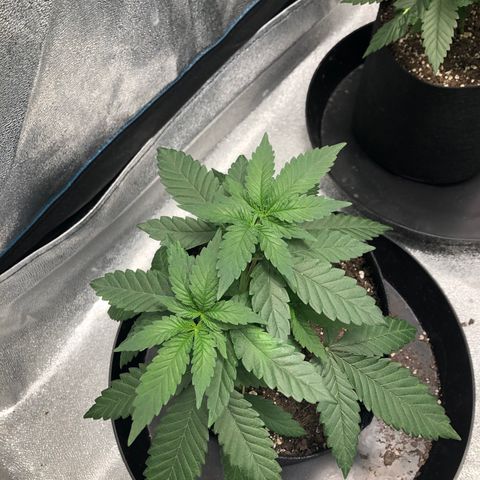 Badazz og and Girl Scout Crack  growlog timeline photo