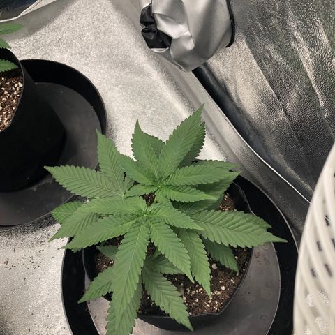 Badazz og and Girl Scout Crack  growlog timeline photo