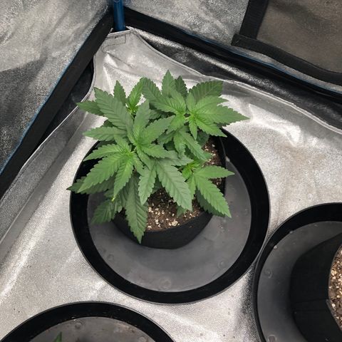 Badazz og and Girl Scout Crack  growlog timeline photo