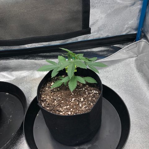 Badazz og and Girl Scout Crack  growlog timeline photo