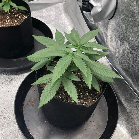 Badazz og and Girl Scout Crack  growlog timeline photo