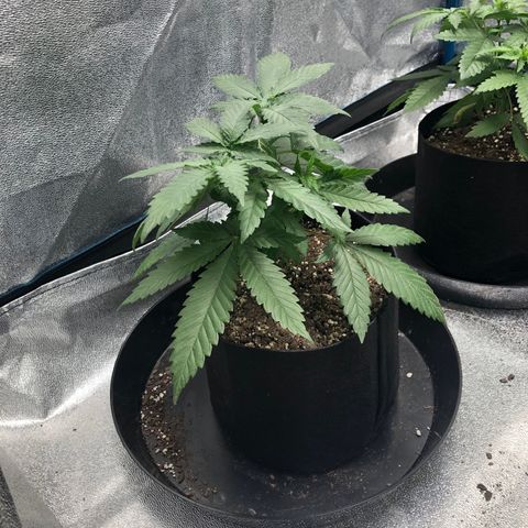 Badazz og and Girl Scout Crack  growlog timeline photo