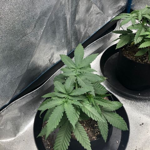 Badazz og and Girl Scout Crack  growlog timeline photo