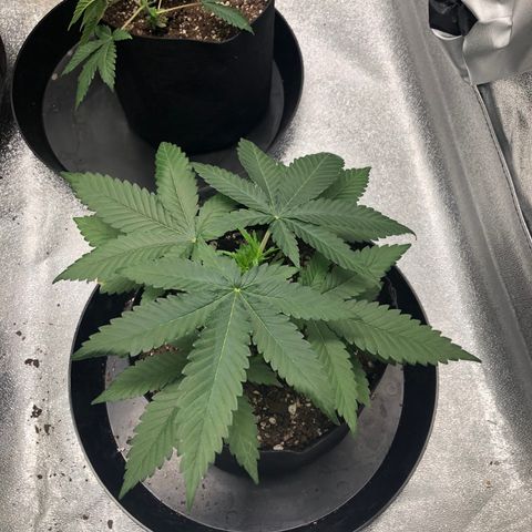 Badazz og and Girl Scout Crack  growlog timeline photo