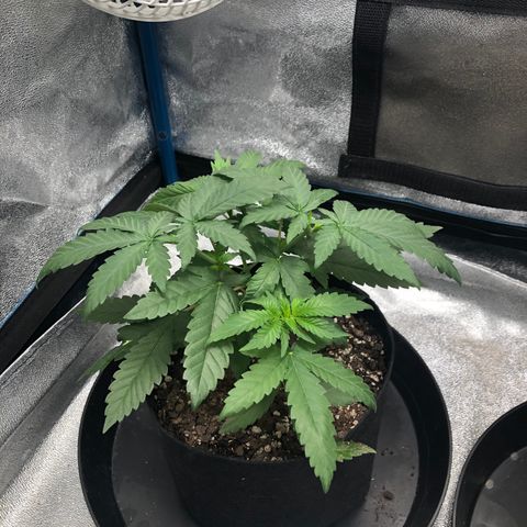 Badazz og and Girl Scout Crack  growlog timeline photo