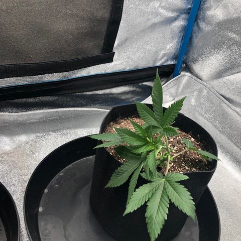 Badazz og and Girl Scout Crack  growlog timeline photo