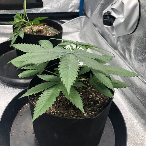 Badazz og and Girl Scout Crack  growlog timeline photo