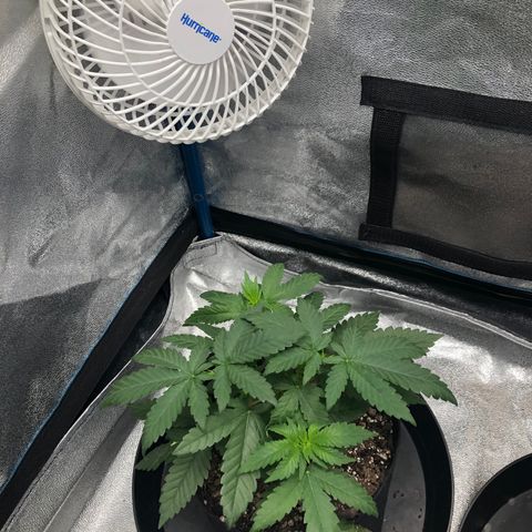 Badazz og and Girl Scout Crack  growlog timeline photo