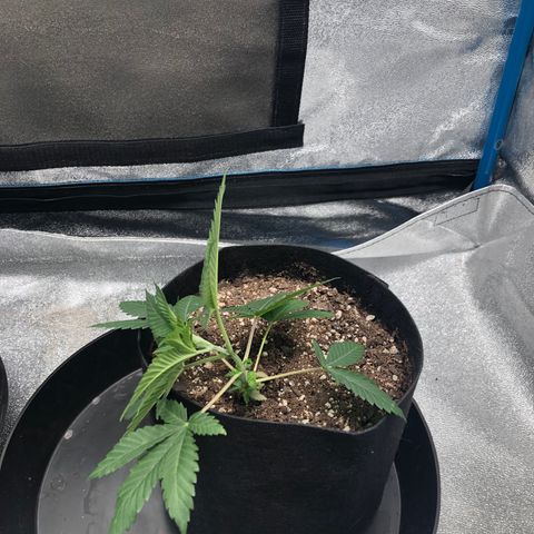 Badazz og and Girl Scout Crack  growlog timeline photo