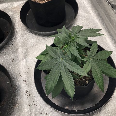 Badazz og and Girl Scout Crack  growlog timeline photo