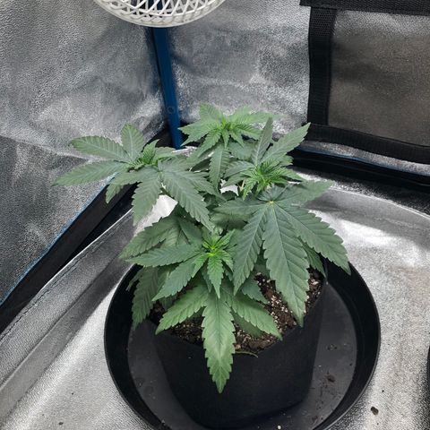 Badazz og and Girl Scout Crack  growlog timeline photo