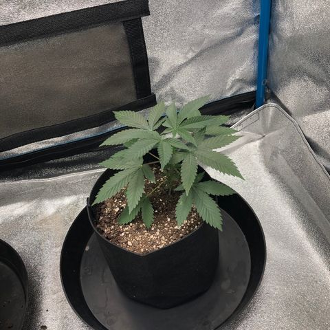 Badazz og and Girl Scout Crack  growlog timeline photo