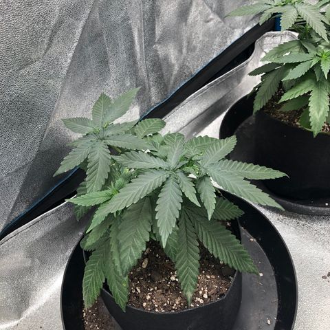 Badazz og and Girl Scout Crack  growlog timeline photo