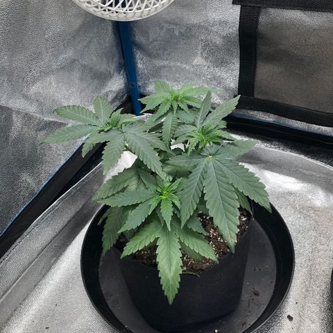 Badazz og and Girl Scout Crack  growlog timeline photo