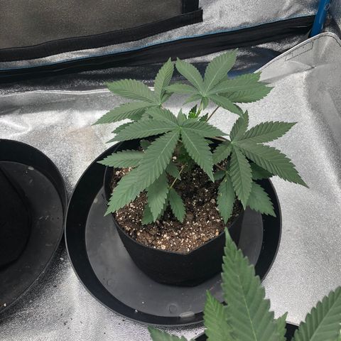 Badazz og and Girl Scout Crack  growlog timeline photo