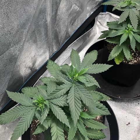 Badazz og and Girl Scout Crack  growlog timeline photo