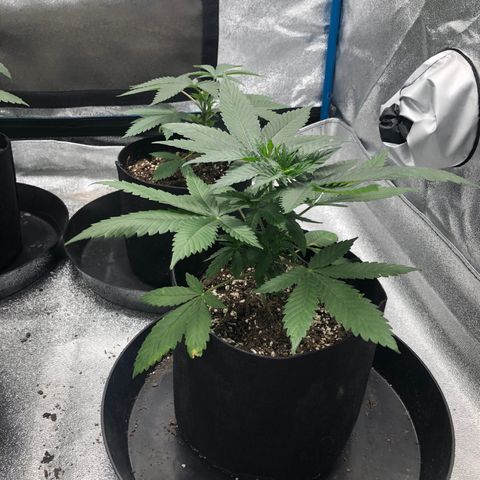 Badazz og and Girl Scout Crack  growlog timeline photo