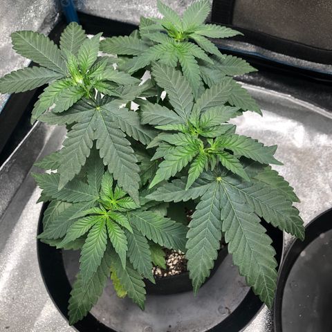 Badazz og and Girl Scout Crack  growlog timeline photo