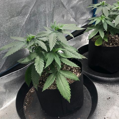Badazz og and Girl Scout Crack  growlog timeline photo