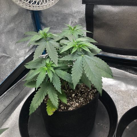 Badazz og and Girl Scout Crack  growlog timeline photo