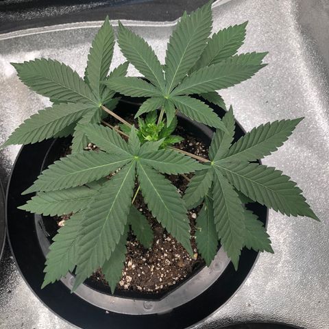 Badazz og and Girl Scout Crack  growlog timeline photo
