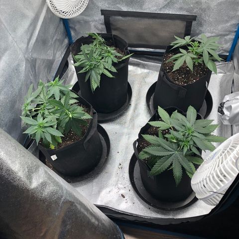 Badazz og and Girl Scout Crack  growlog timeline photo