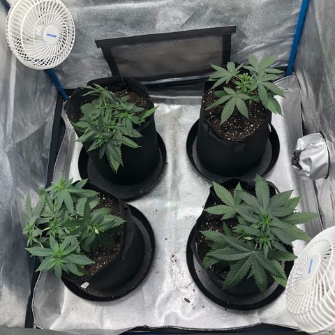 Badazz og and Girl Scout Crack  growlog timeline photo