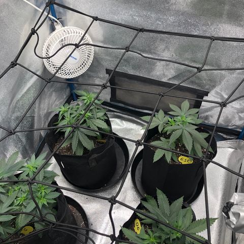 Badazz og and Girl Scout Crack  growlog timeline photo