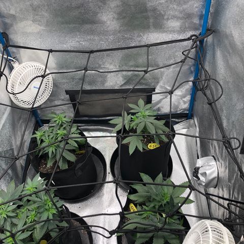 Badazz og and Girl Scout Crack  growlog timeline photo