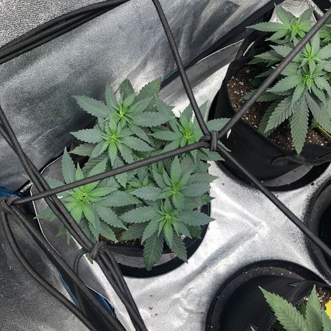 Badazz og and Girl Scout Crack  growlog timeline photo