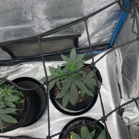 Badazz og and Girl Scout Crack  growlog timeline photo