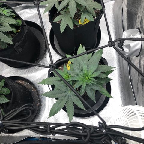 Badazz og and Girl Scout Crack  growlog timeline photo