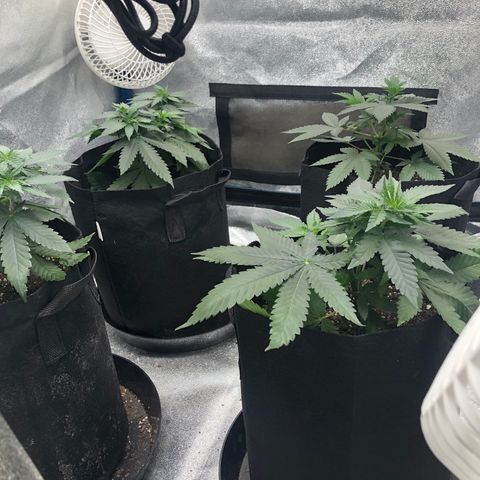 Badazz og and Girl Scout Crack  growlog timeline photo