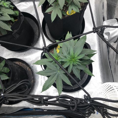 Badazz og and Girl Scout Crack  growlog timeline photo