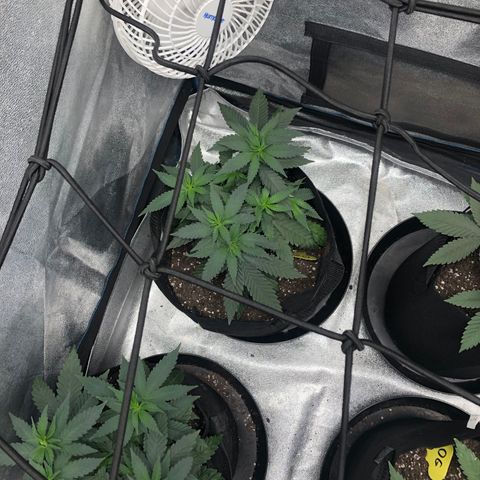 Badazz og and Girl Scout Crack  growlog timeline photo