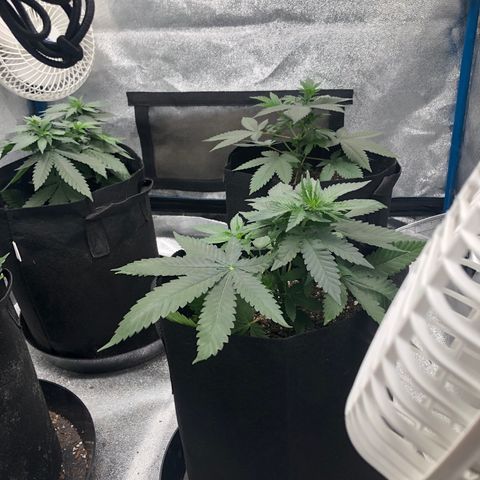 Badazz og and Girl Scout Crack  growlog timeline photo