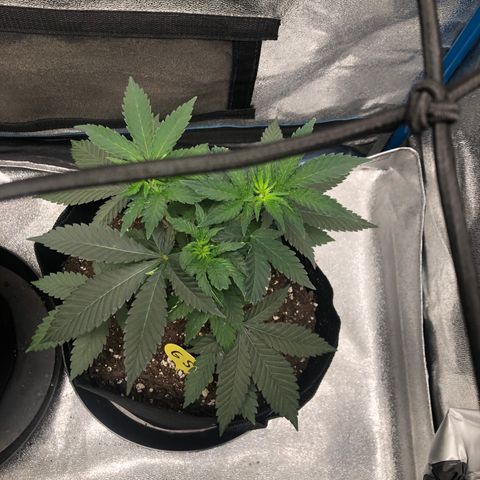 Badazz og and Girl Scout Crack  growlog timeline photo