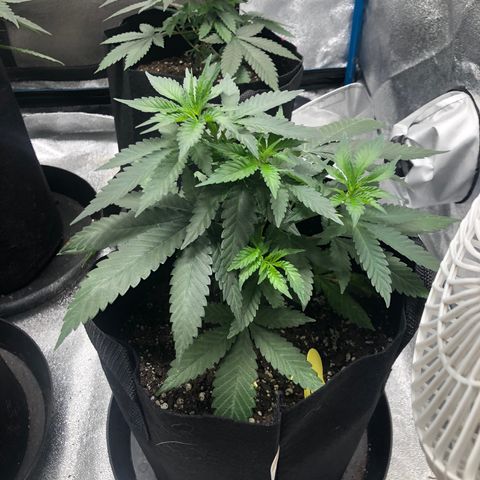 Badazz og and Girl Scout Crack  growlog timeline photo