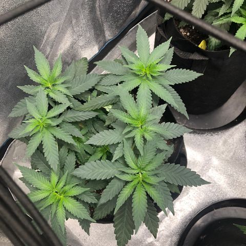 Badazz og and Girl Scout Crack  growlog timeline photo