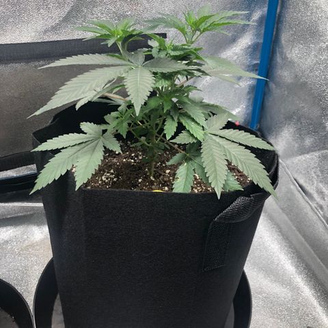 Badazz og and Girl Scout Crack  growlog timeline photo