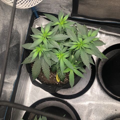 Badazz og and Girl Scout Crack  growlog timeline photo